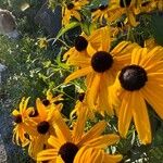 Rudbeckia fulgida Квітка