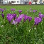 Crocus vernus অভ্যাস