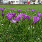 Crocus vernus 整株植物