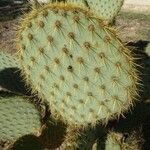 Opuntia oricola Fulla