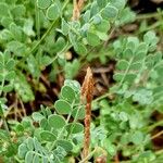 Coronilla vaginalis Fruit