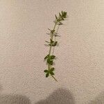 Cruciata pedemontana Leaf
