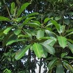 Sapium allenii Other