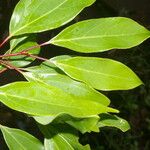Cinnamomum brenesii