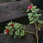 Mesembryanthemum cordifolium Flors