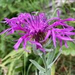 Centaurea uniflora Flower