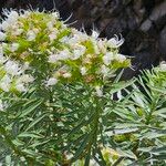 Echium brevirame List