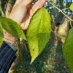 Betula alleghaniensis 葉