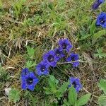 Gentiana acaulis Квітка