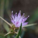 Centaurea calcitrapa 花