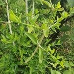 Pyrostria phyllanthoidea Leaf