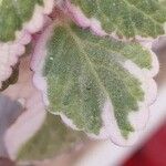 Coleus madagascariensis Leaf