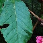 Aesculus × carnea Hoja