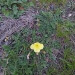 Oenothera triloba Flower