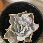 Echeveria lilacina Lapas