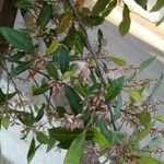 Elaeocarpus reticulatus Virág