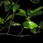 Pouteria sagotiana Flors