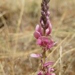 Indigofera schimperi 花