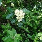 Sorbus mougeotii Leaf