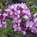 Cercis siliquastrumFlower