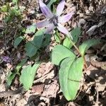 Erythronium japonicum Blomst