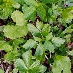 Imperatoria ostruthium Likasa