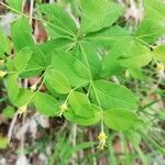 Euphorbia carniolica Blodyn
