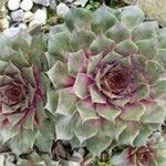 Sempervivum montanum অভ্যাস