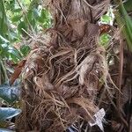 Colocasia esculenta Bark