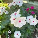 Catharanthus coriaceus Flower