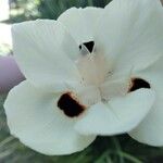 Dietes bicolor Blüte