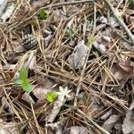 Coptis trifolia Flor