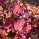 Ceratostigma plumbaginoides Feuille