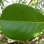 Chrysobalanus icaco Feuille