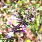 Clinopodium acinosFlors