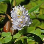 Pontederia rotundifolia Кветка