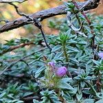 Thymus herba-barona Blomma