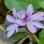 Pontederia diversifolia Flower