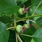 Amelanchier alnifolia Fruit