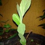 Sida rhombifolia Blatt