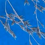 Sporobolus fimbriatus Φρούτο