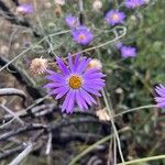 Machaeranthera tanacetifolia Flor