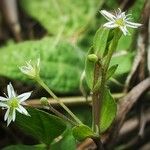 Stellaria alsine Λουλούδι