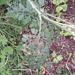 Visnaga daucoides Folha