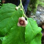 Euonymus occidentalis Fruto