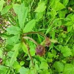 Geum rivale Flower