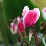 Cyclamen hederifolium Fleur