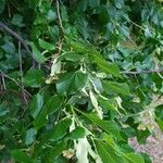 Tilia cordataFulla