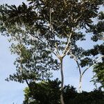 Polyscias fulva Habitus