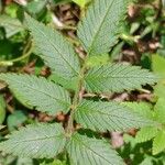 Rubus rosifolius Hoja